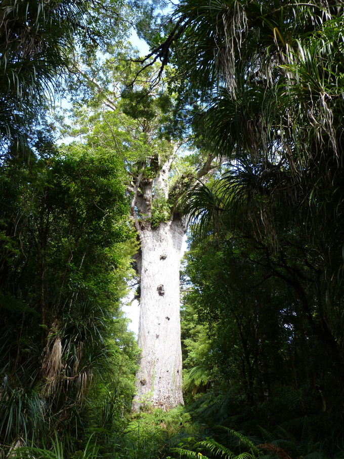 De boom Tane Mahuta
