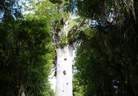De boom Tane Mahuta